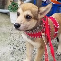 壱岐っ子！宝（ほう）ちゃん