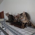 キジトラ4兄弟^_^緊急里親募集中！！