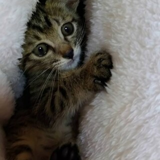 可愛い　三兄妹　キジトラ　キジ白