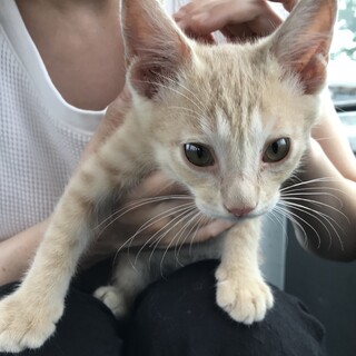 じゃれるの大好き☆パステル茶トラ君(弟)