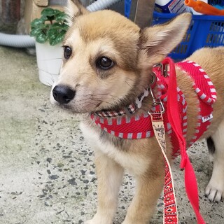 【決定】管理所より引出しの2～3ヵ月の女の子❤