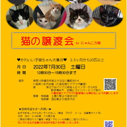 猫の譲渡会　BYにゃんころ隊