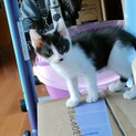 可愛い子猫オスです！