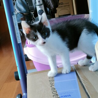 可愛い子猫オスです！