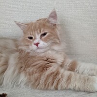 フーゴー