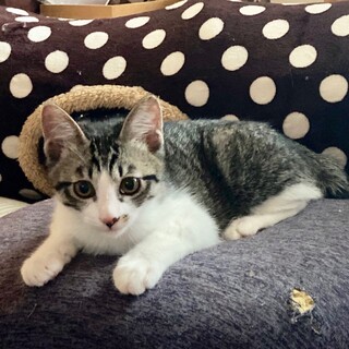  【甘えん坊】短い鍵しっぽの子猫