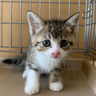２ヶ月子猫、里親募集中