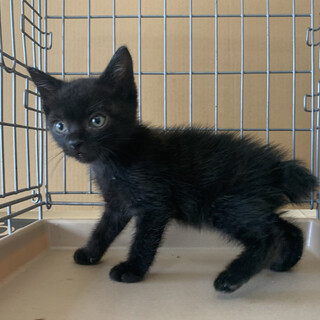 ２ヶ月子猫、里親募集中