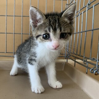 ２ヶ月、子猫里親募集中