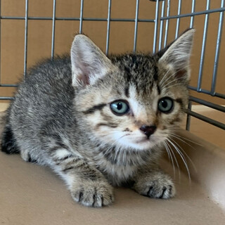 ２ヶ月子猫、里親募集中。