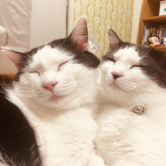 NPO法人鳴門ねこの会のカバー写真