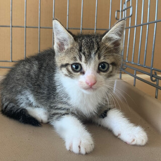 ２ヶ月子猫、里親募集中