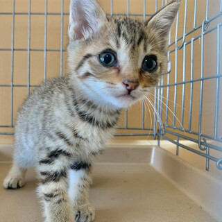２ヶ月子猫、里親募集中
