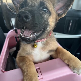 三兄弟の末っ子チロルくんです！