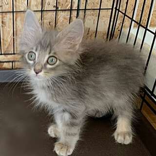 ２ヶ月半、子猫里親募集中
