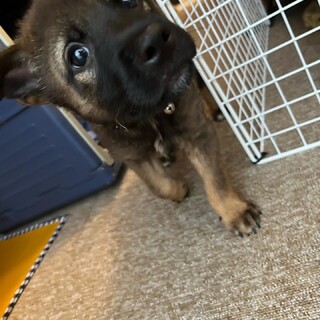 【募集一旦停止】三兄弟の次男ブランくん