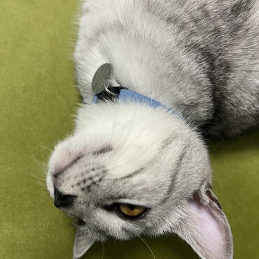 現在は青い首輪を付けています。