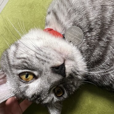 現在は赤い首輪を付けています。