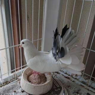ファンテール 孔雀鳩 パイド 生後2ヶ月 男の子