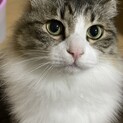 大事にしてくれる方お願いします。とても可愛い子です