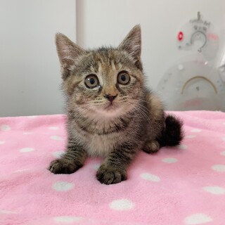 ご応募ありがとうございまし