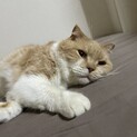 可愛い子です。お願いします