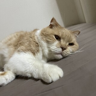 可愛い子です。お願いします