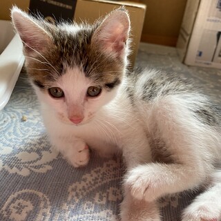 いっちゃん、5/8生まれ人も猫も大好き