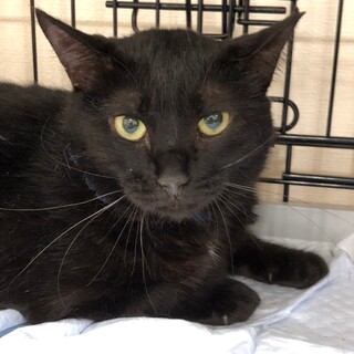 可愛い黒猫さん♡かんなち」千葉県 - 猫の里親募集(421490
