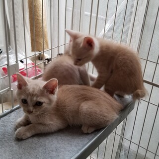 茶トラの女の子　男の子　４兄妹