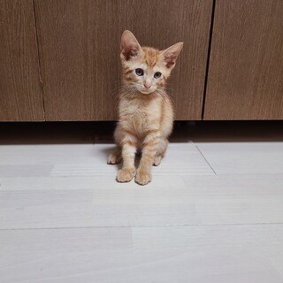 遊ぶの大好き茶トラボーイ☆