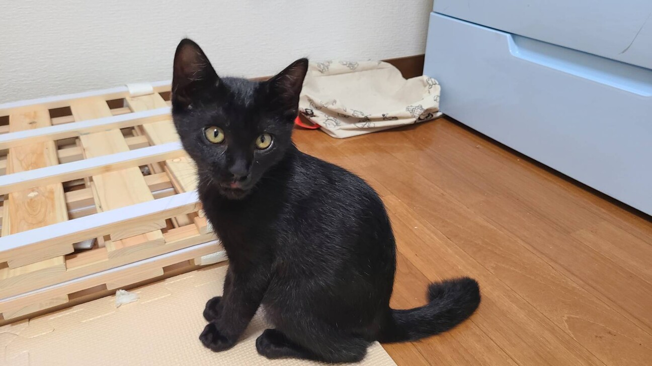 イケメン えのき 黒猫ボーイ 香川県 猫の里親募集 ペットのおうち 月間利用者150万人 イケメン えのき 黒猫ボーイ 香川県 猫の里親募集 ペットのおうち 月間利用者150万人