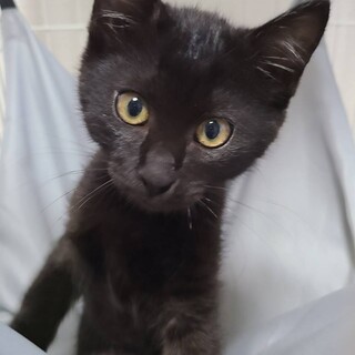 好奇心旺盛★まる★ちょっとシャイな甘えたさん