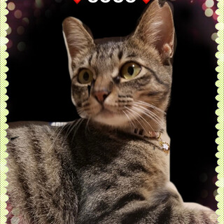 里親さん決定❤️ココちゃん❤️