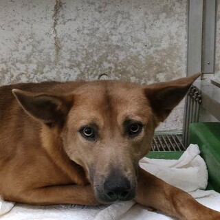 人馴れ〇助けてください※延長中