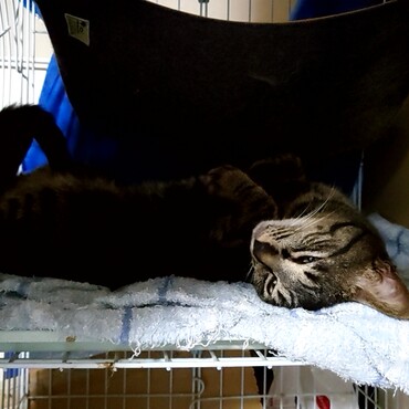 分かりにくいけどヘソ天でゴロン