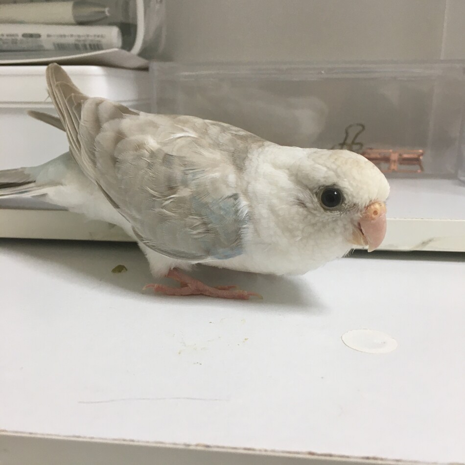 富士のカバー写真