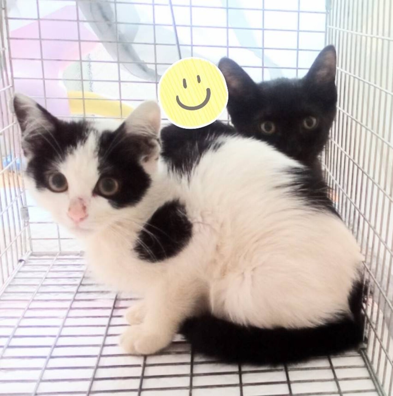 可愛い子猫の兄弟 広島県 猫の里親募集 ペットのおうち 月間利用者150万人