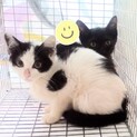 可愛い子猫の兄弟