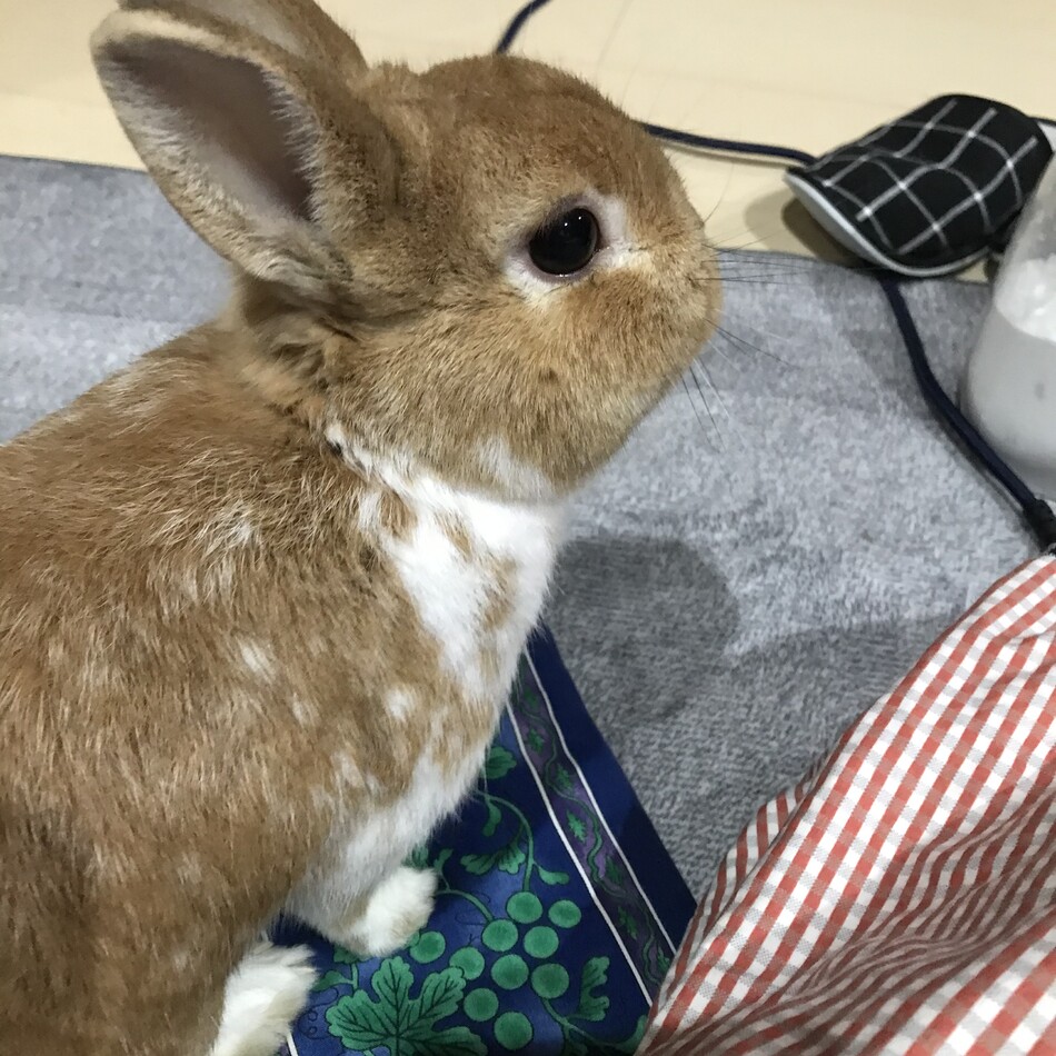 ラテのカバー写真