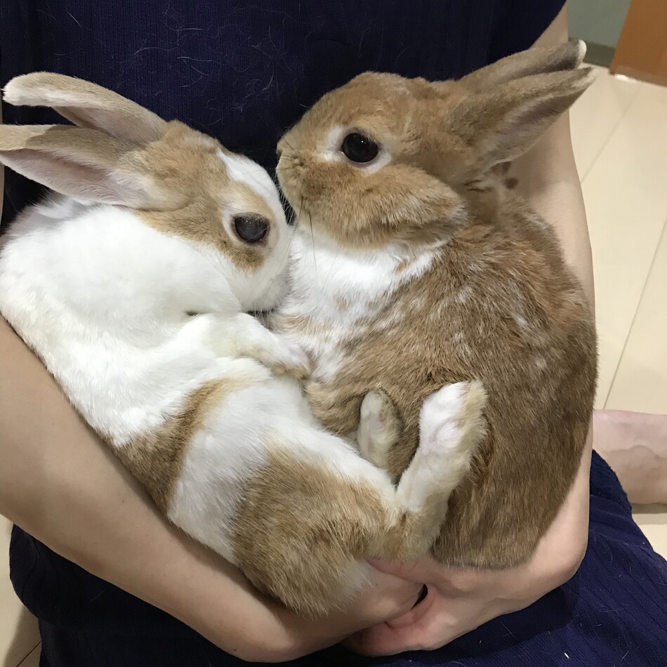 ポポのカバー写真