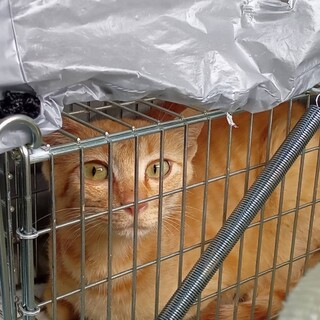 【急募！】手術済みの茶トラちゃん女の子