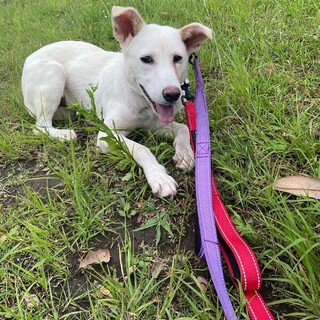 【募集中】メルモ♀の幸せを探しています！