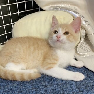 たち耳スコ風薄い茶トラのこたろう君