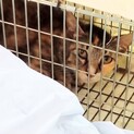 【急募！】避妊手術済みの三毛猫ちゃん