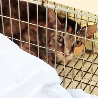 【急募！】避妊手術済みの三毛猫ちゃん