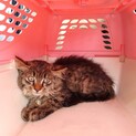  3ヶ月◎長毛の綺麗な垂れ耳猫くん