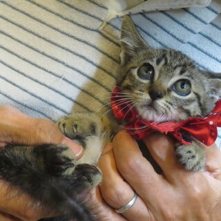 再募集！激かわ姉妹・もみちゃん、1匹でもOK