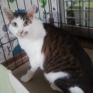 白血病でも家族できるかな・・・