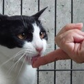 綺麗なハチワレの男の子【オセロ君】